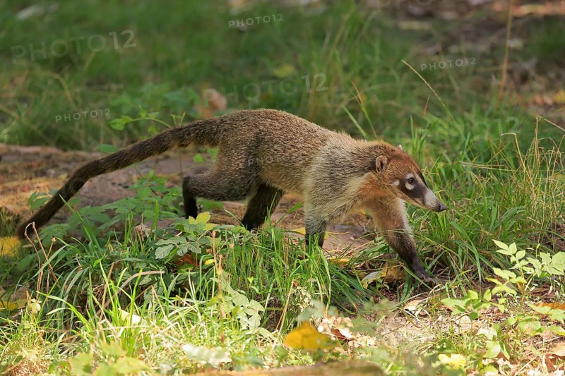 White-trunked coati
