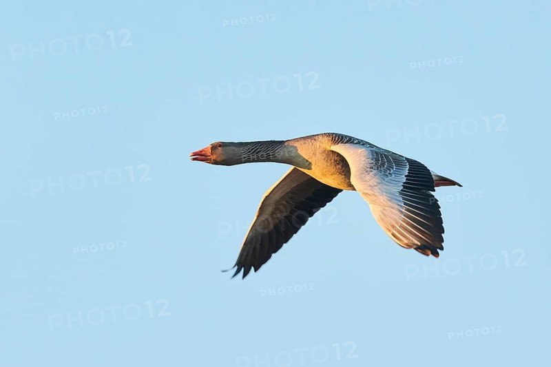 Greylag goose
