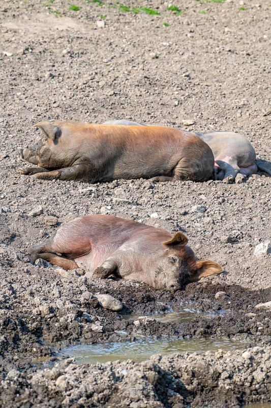 Duroc pig
