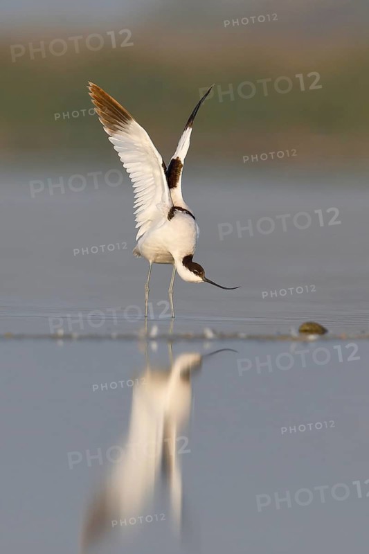 Avocet