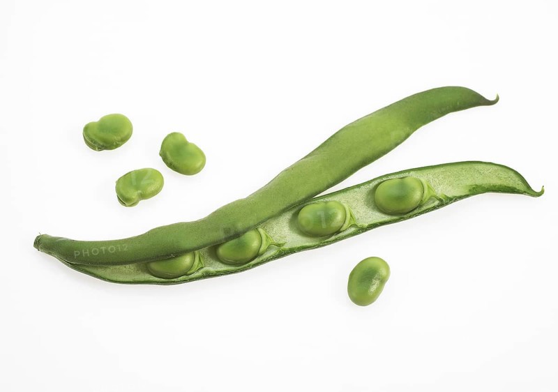 Fava Bean