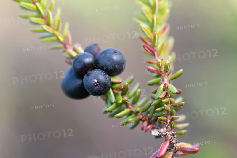Crowberry