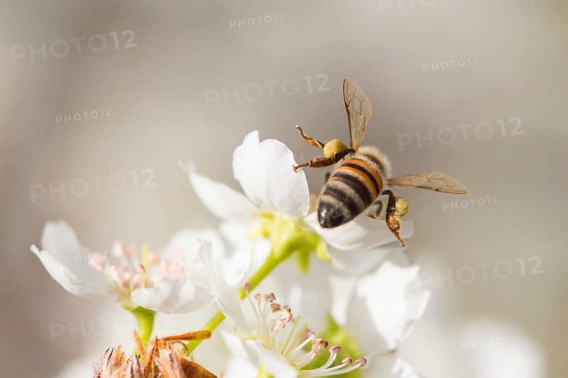 Honeybee harvesting pollen from blossoming tree buds