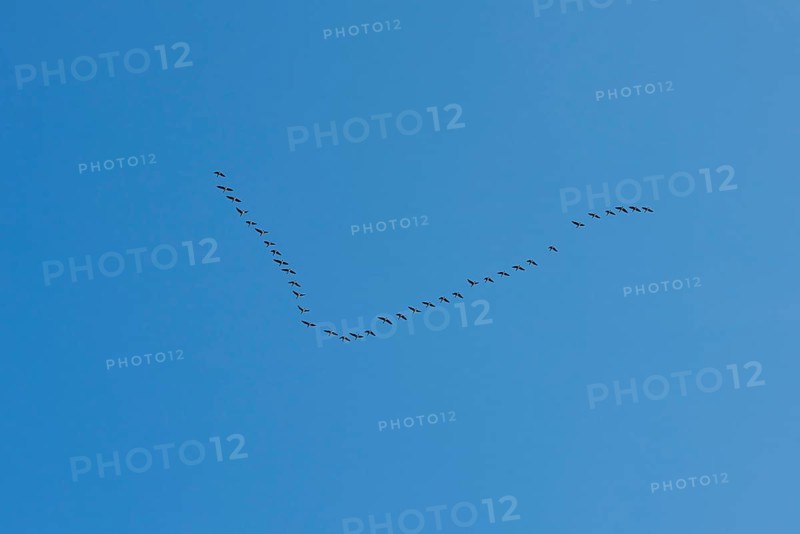 Flying Greylag goose