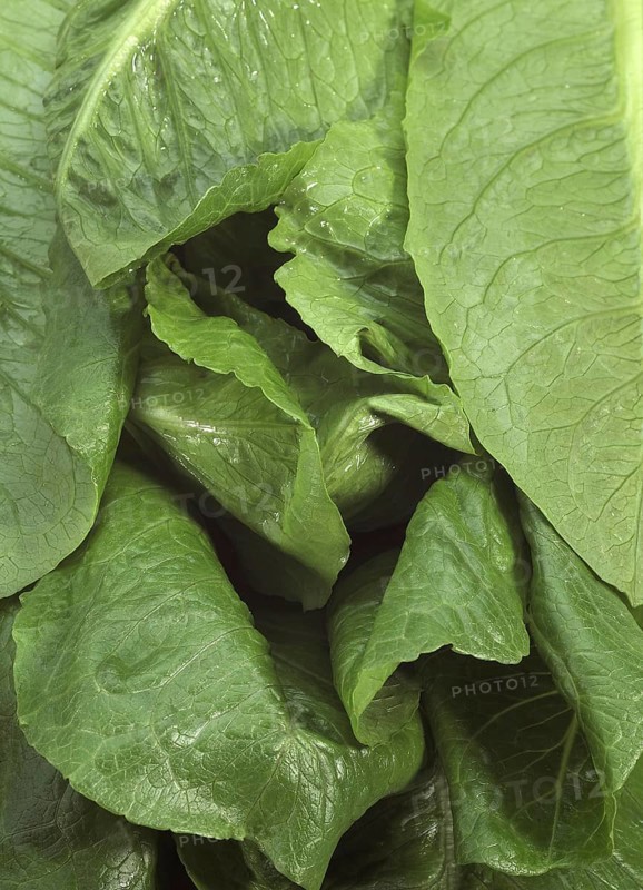 Lettuce