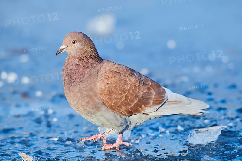 Stock Dove