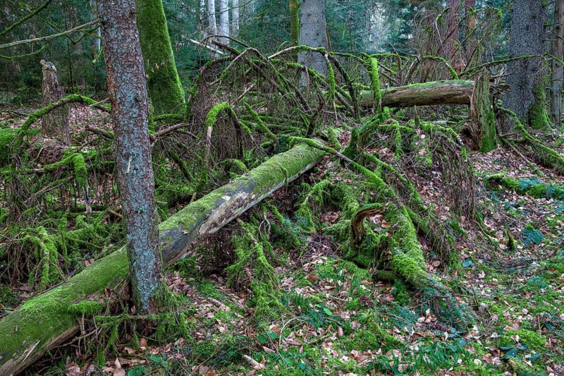 Spruce forest