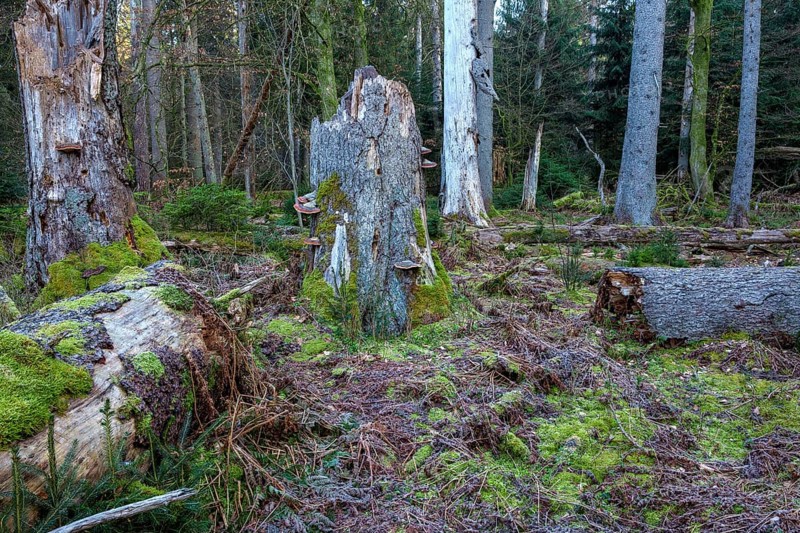 Spruce forest