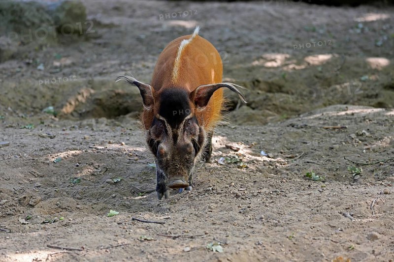 Brush-eared pig
