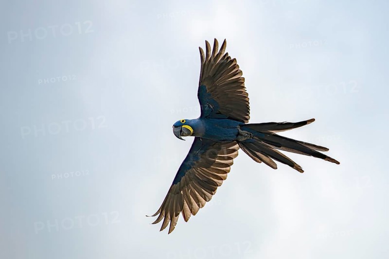 Hyacinth macaw