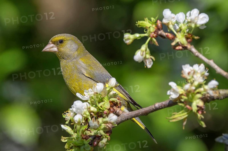 European greenfinch