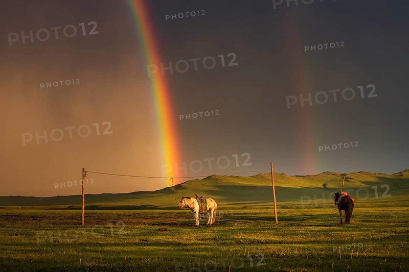 Domestic Horses