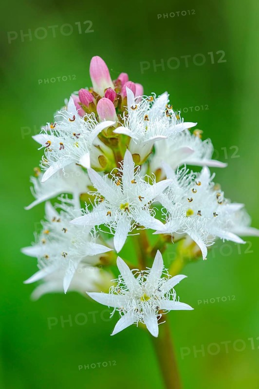 Bog bean