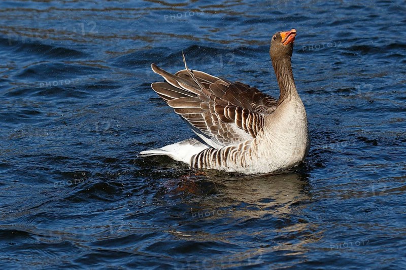 Greylag goose