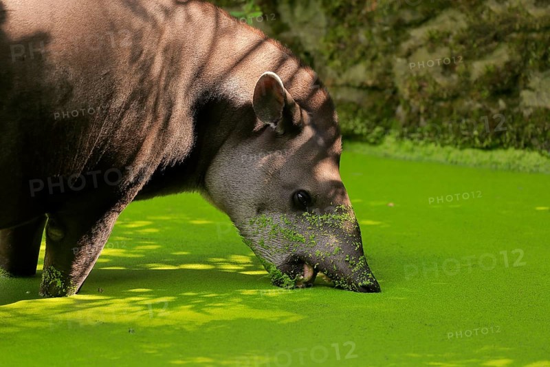 Lowland tapir