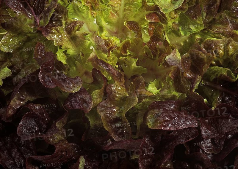 French lettuce called corne de cerf