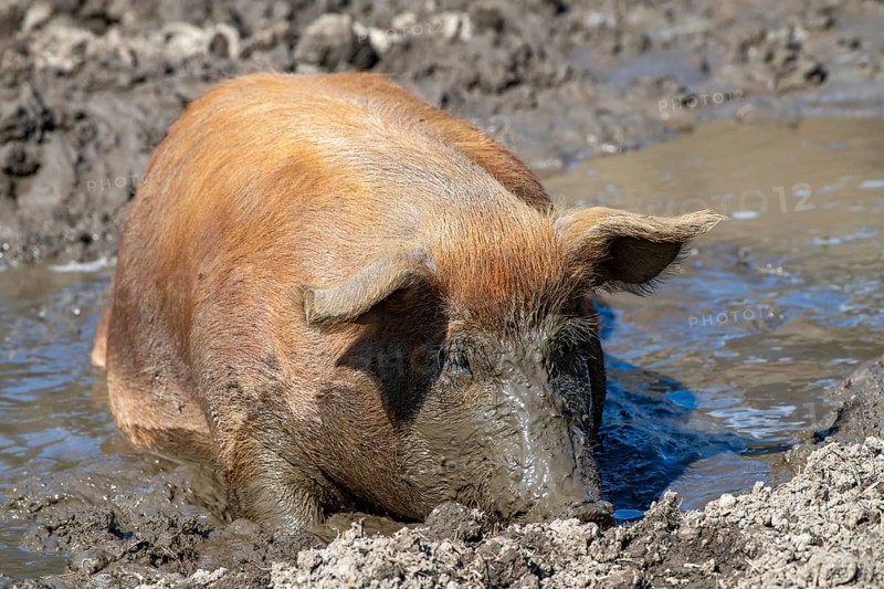 Duroc pig