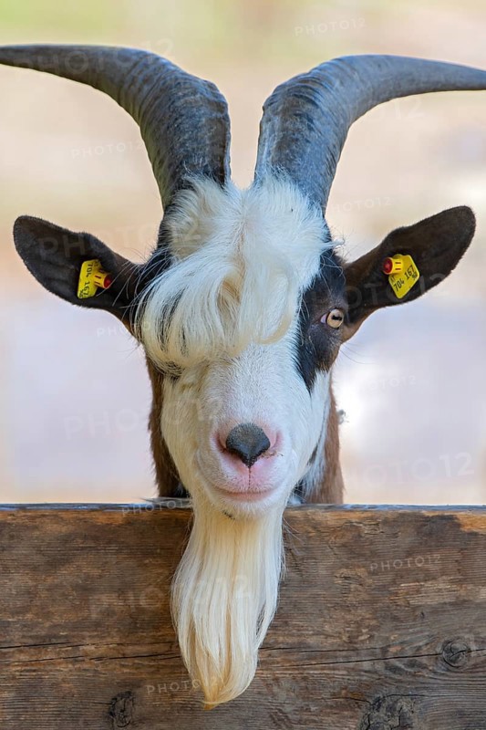 Tauernschecken domestic goat