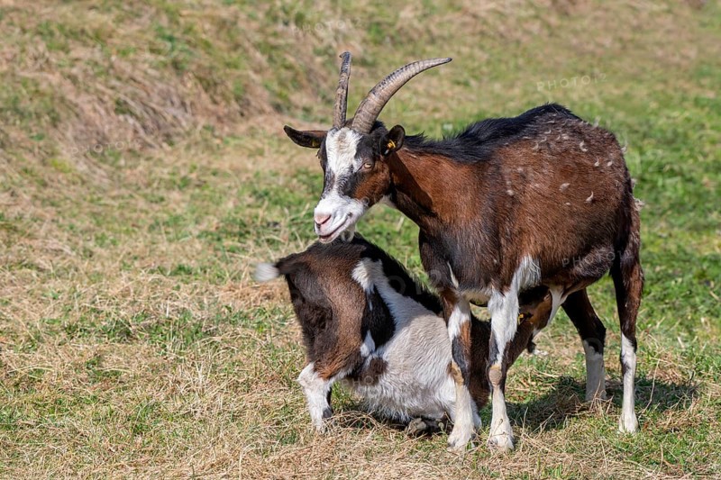 Tauernschecken domestic goat