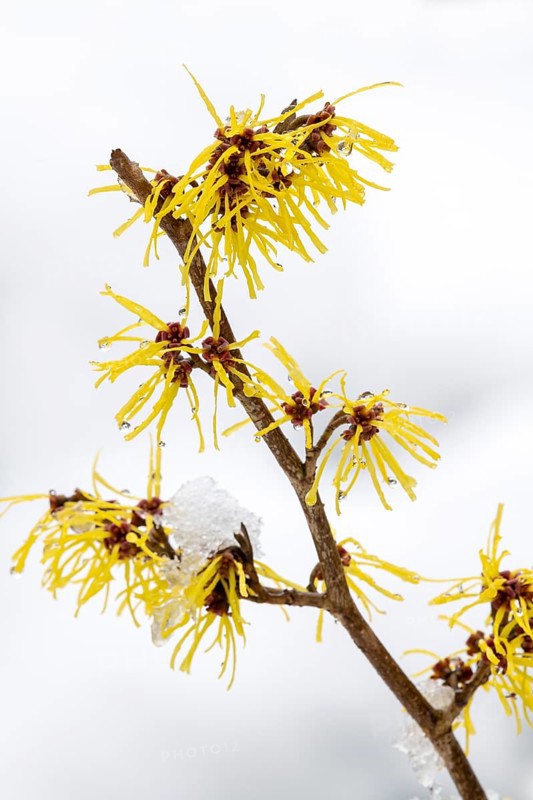 Witch-hazel