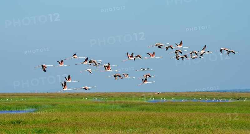 Greater flamingos
