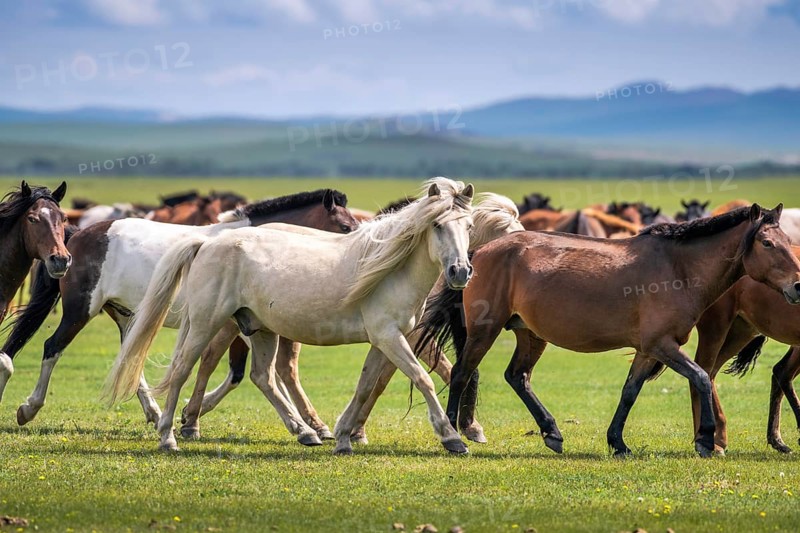 Domestic Horses
