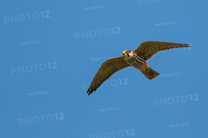 Eurasian hobby