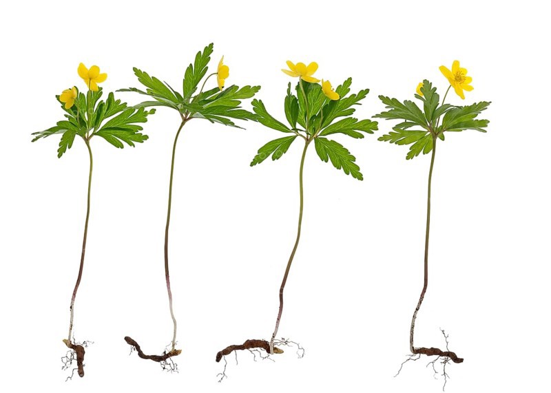 Yellow Anemones