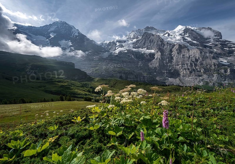 Flowers in front of the Eiger north face