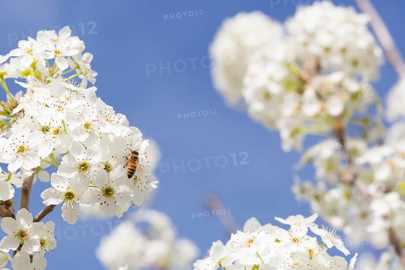 Honeybee harvesting pollen from blossoming tree buds