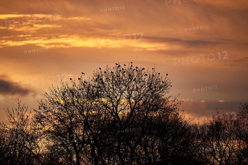 Carrion crows