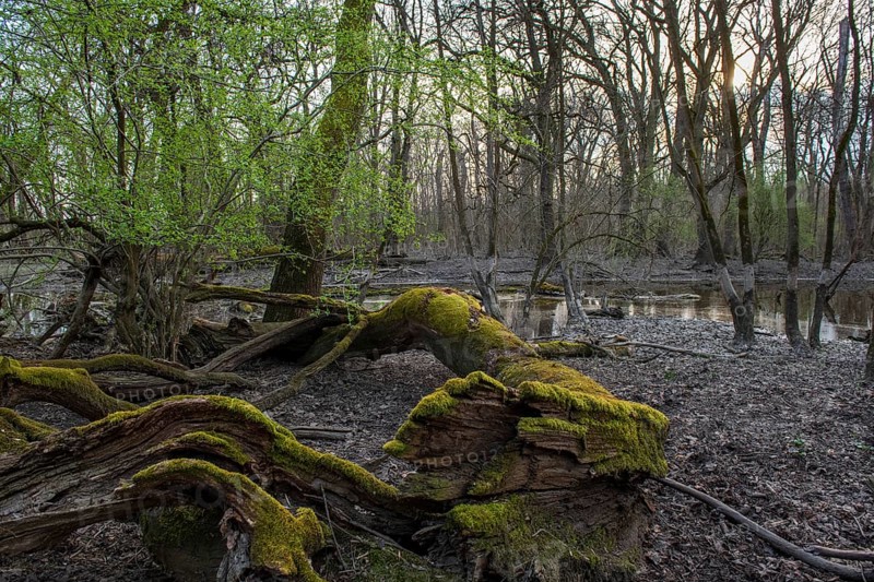 Floodplain