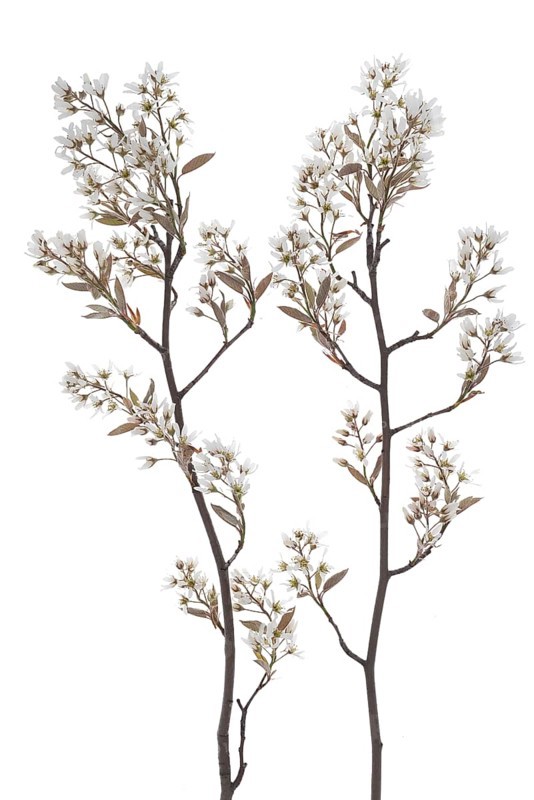 Flowering branches of a weeping pear