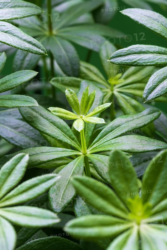 Woodruff