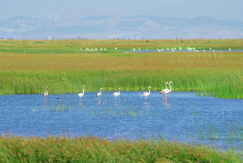 Greater flamingos