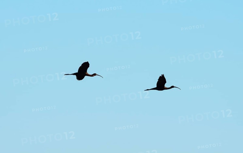 Glossy ibis