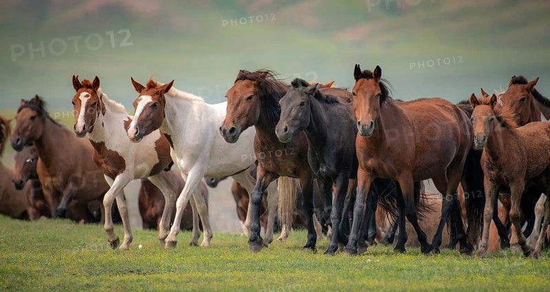 Domestic Horses
