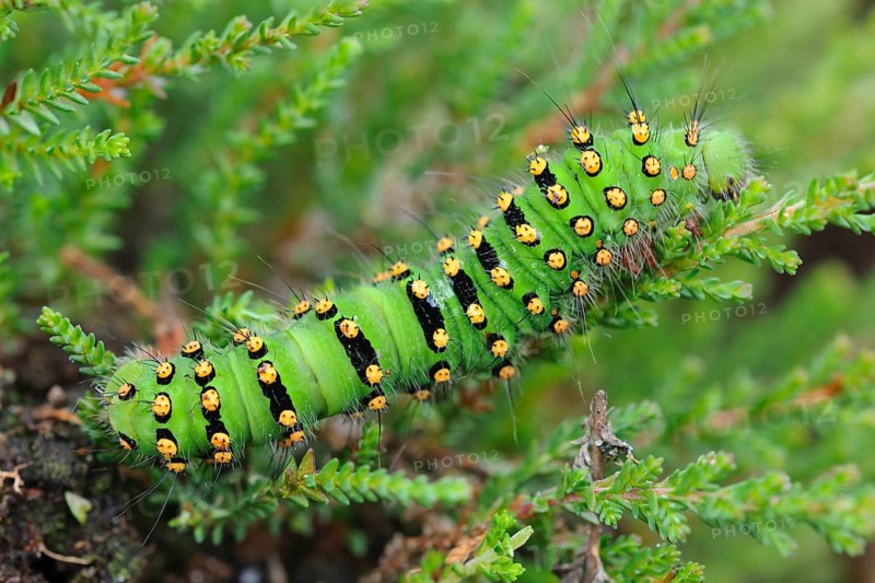 Caterpillar of a night peacock