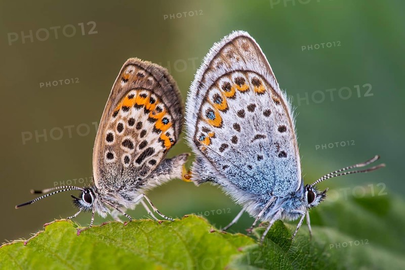 Agriades optilete