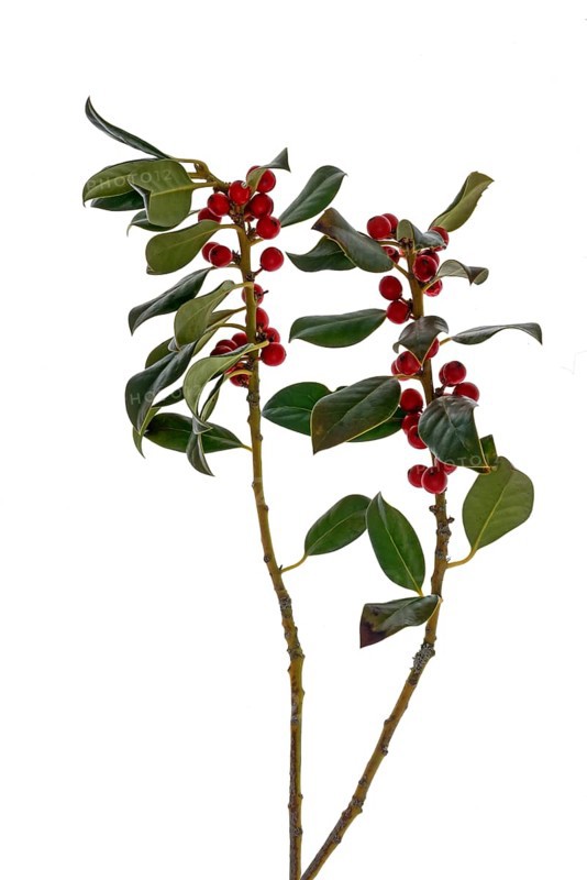 Holly