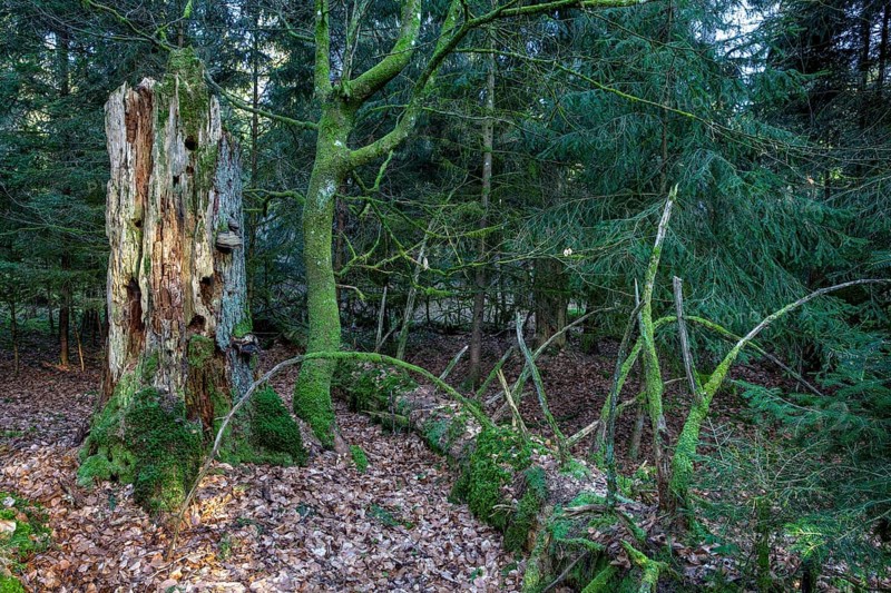 Spruce forest