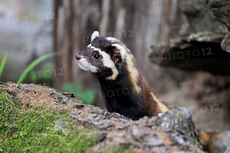 Marbled polecat