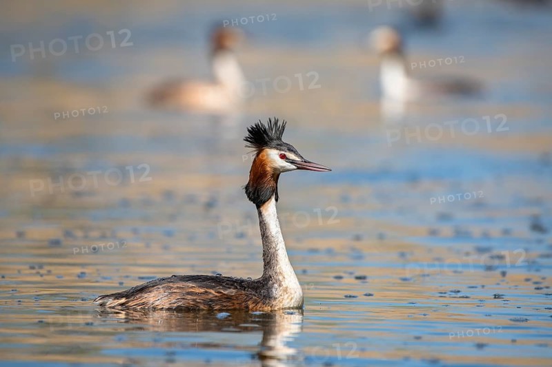 Great crested grebe