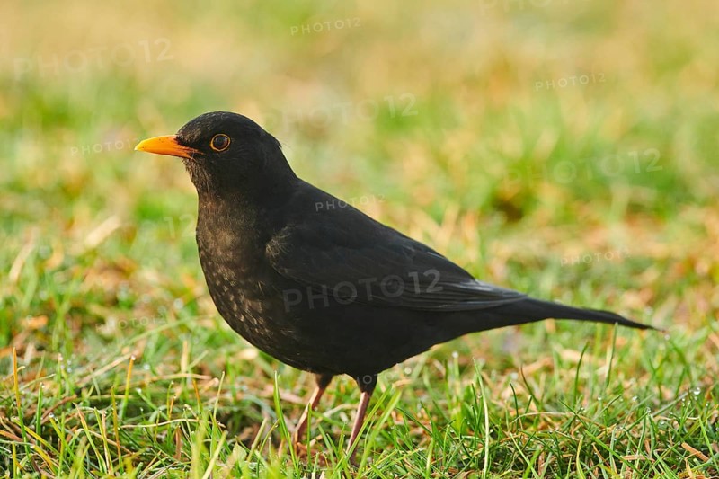 Common blackbird
