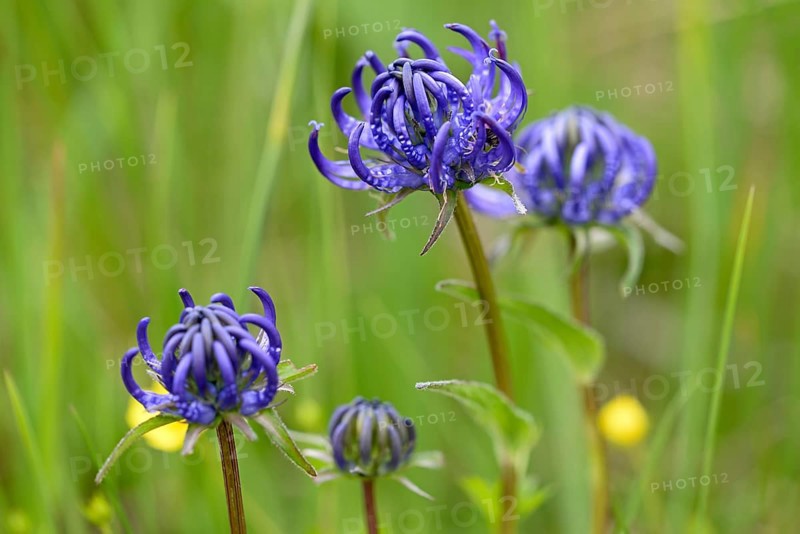 Hemispherical Devil's Claw