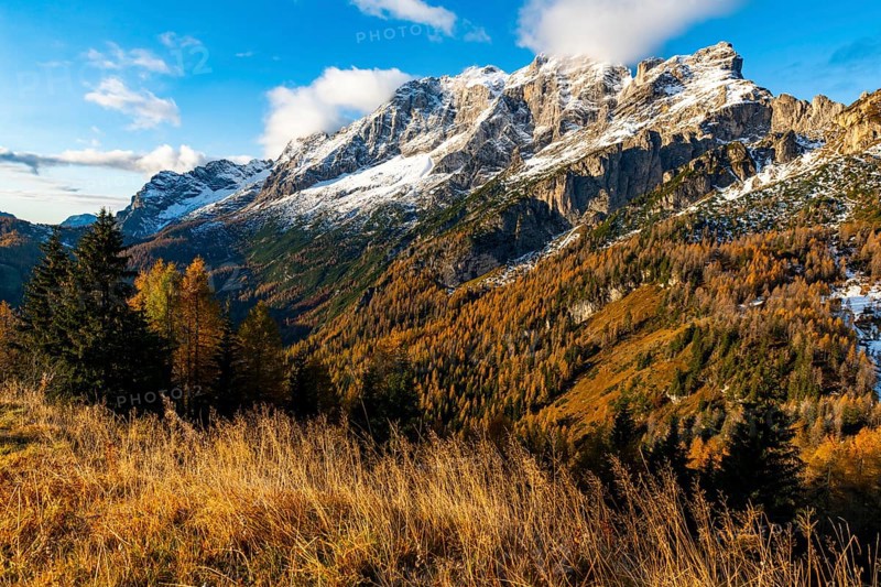Snowy mountain peaks of the Civetta group with autumn lark forest in the foreground