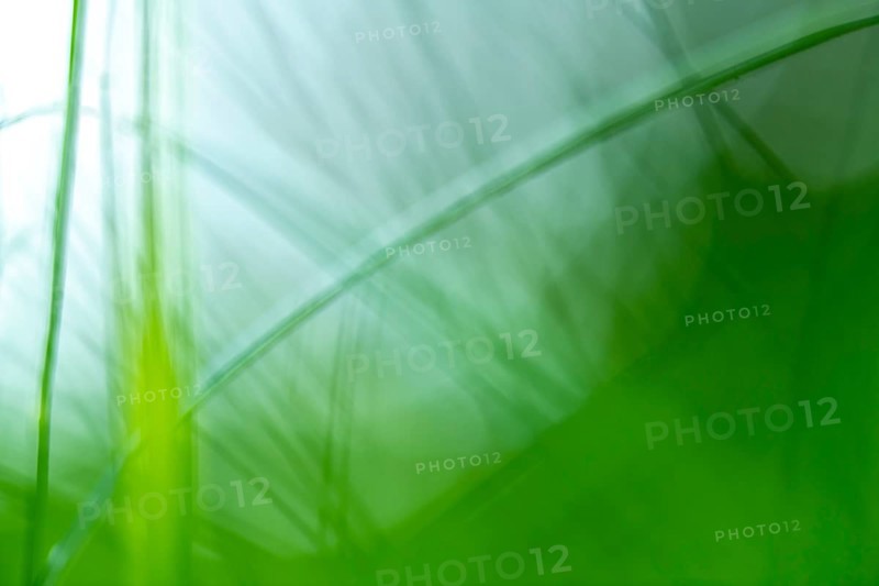 Blurred blades of grass