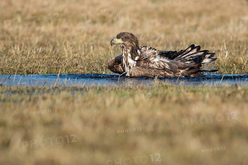 Bathing White-tailed eagle