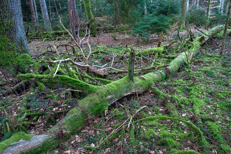 Spruce forest
