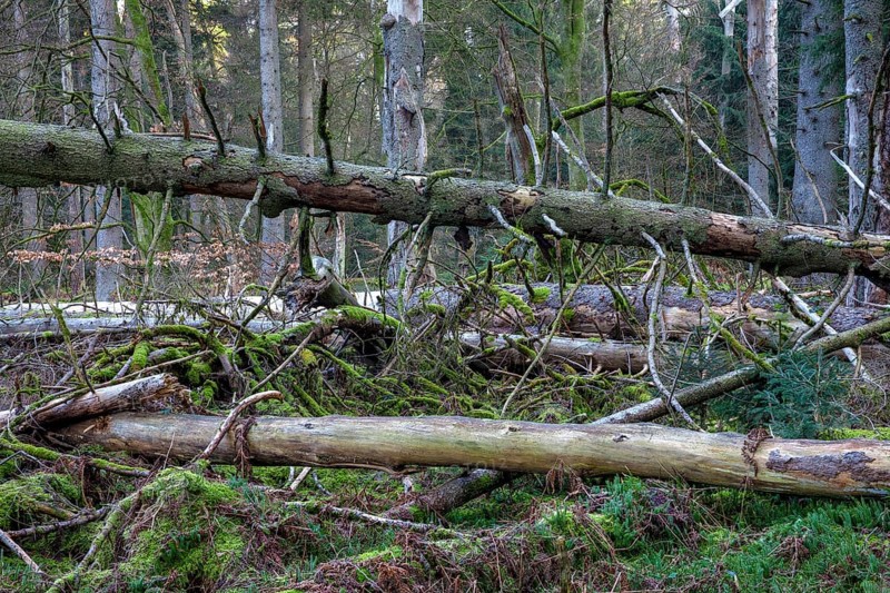Spruce forest